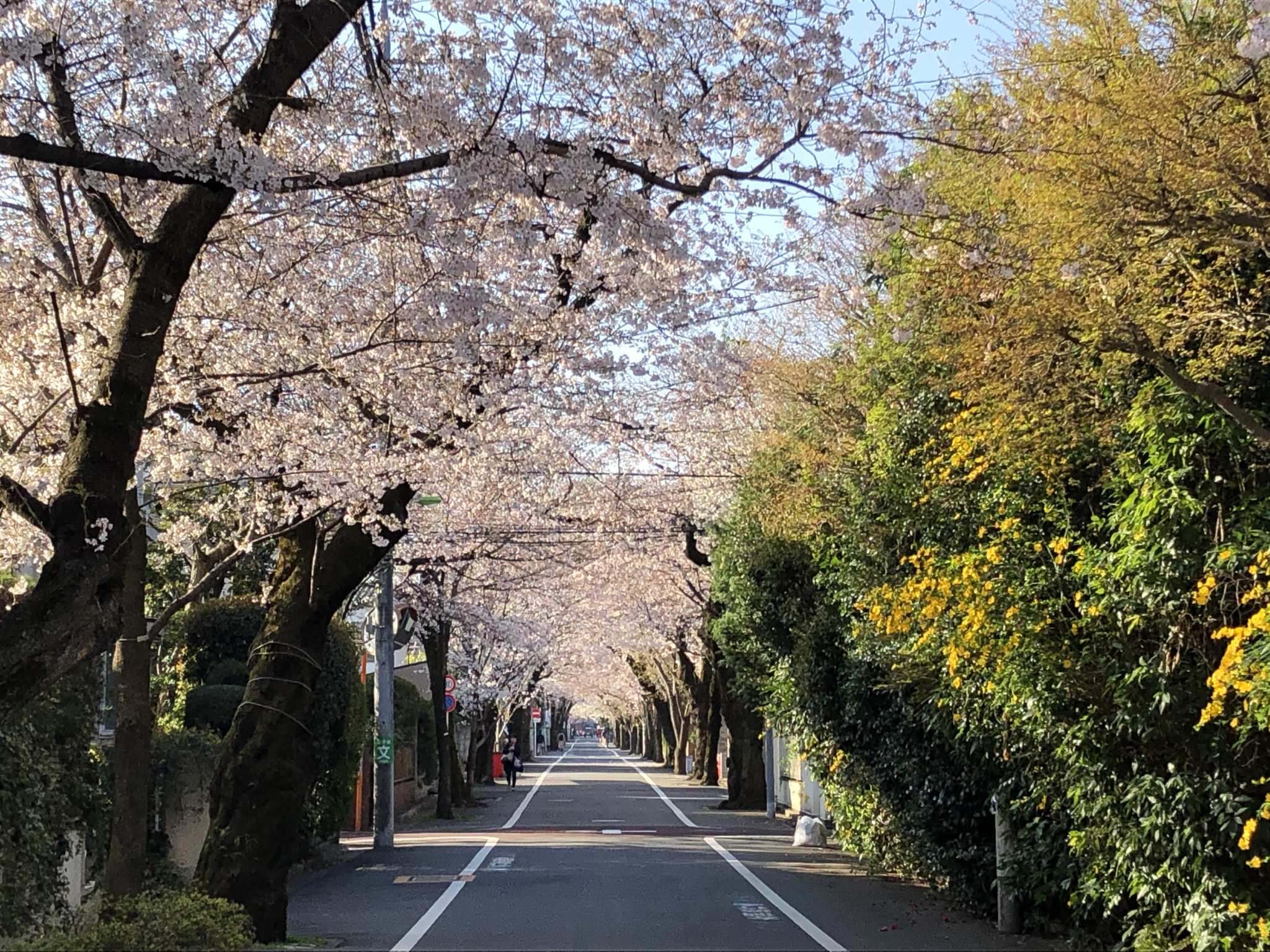 Rue bordée de cerisiers pres de la gare de Seijo-Gakuen-mae